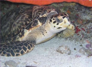 Tortuga caribeña